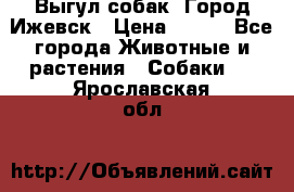 Выгул собак. Город Ижевск › Цена ­ 150 - Все города Животные и растения » Собаки   . Ярославская обл.